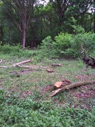 Making a wildflower glade