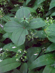 Herb_Paris