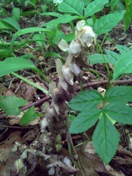 Toothwort_pw