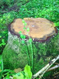 bluebell_seed