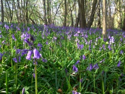 bluebells_pw