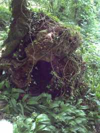 hollow tree in Park Wood