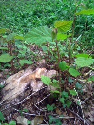 regrowth_few_months_pw