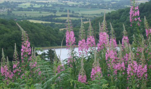 View through Flora